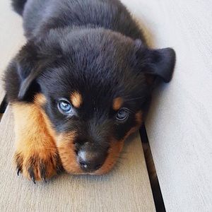 Meet your Posher, Luke